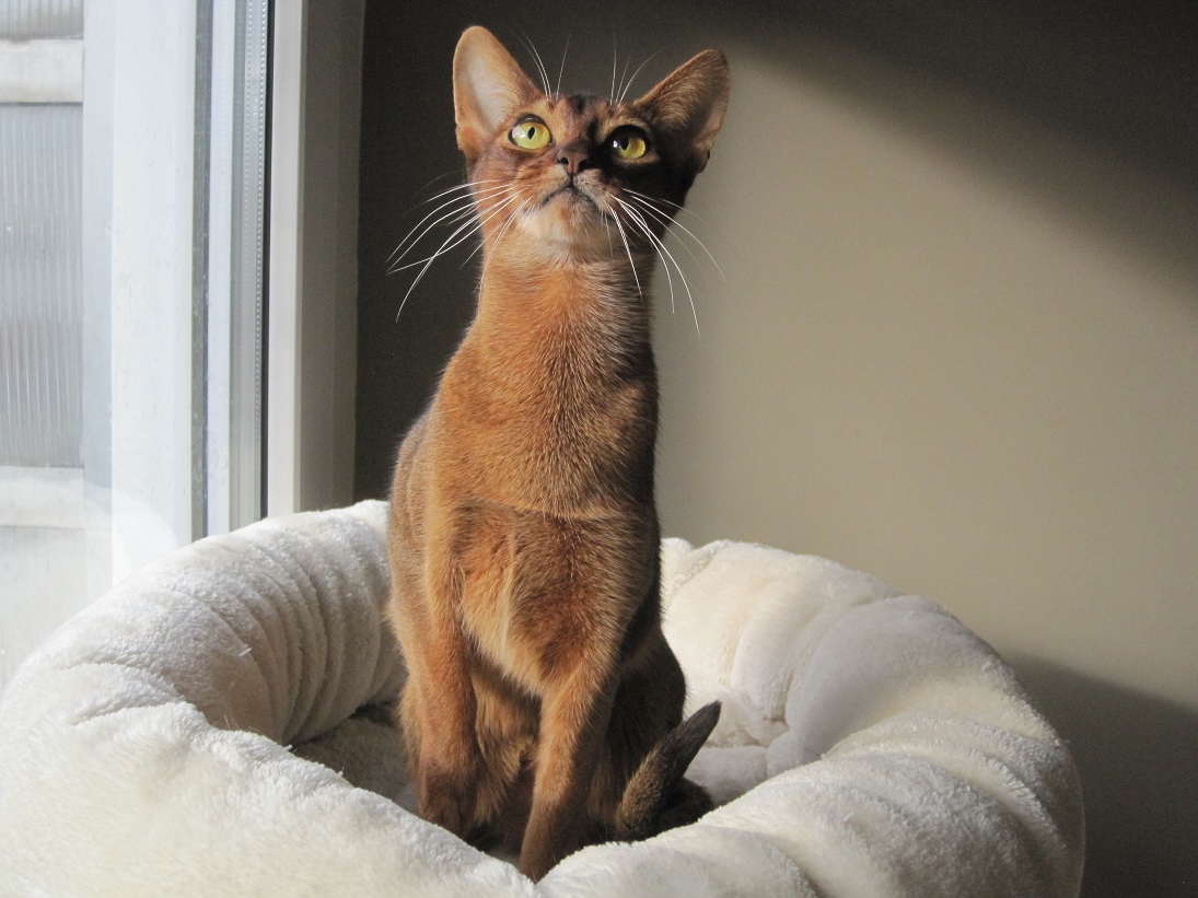 Mother of 5th ABILKI litter: Ilun