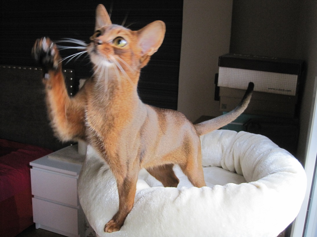 Mother of 9th ABILKI litter: Bihurri